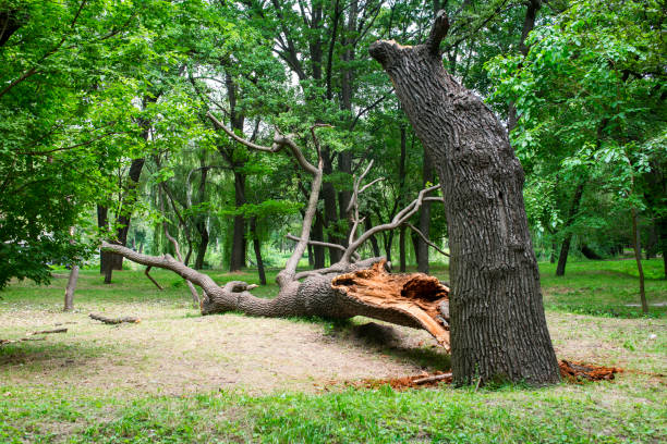 Best Tree Maintenance Programs  in Saddle River, NJ