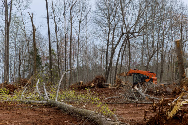 Trusted Saddle River, NJ Tree Services Experts